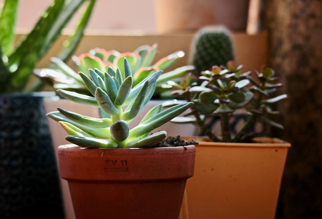 How to Plant and Grow a Succulent Garden